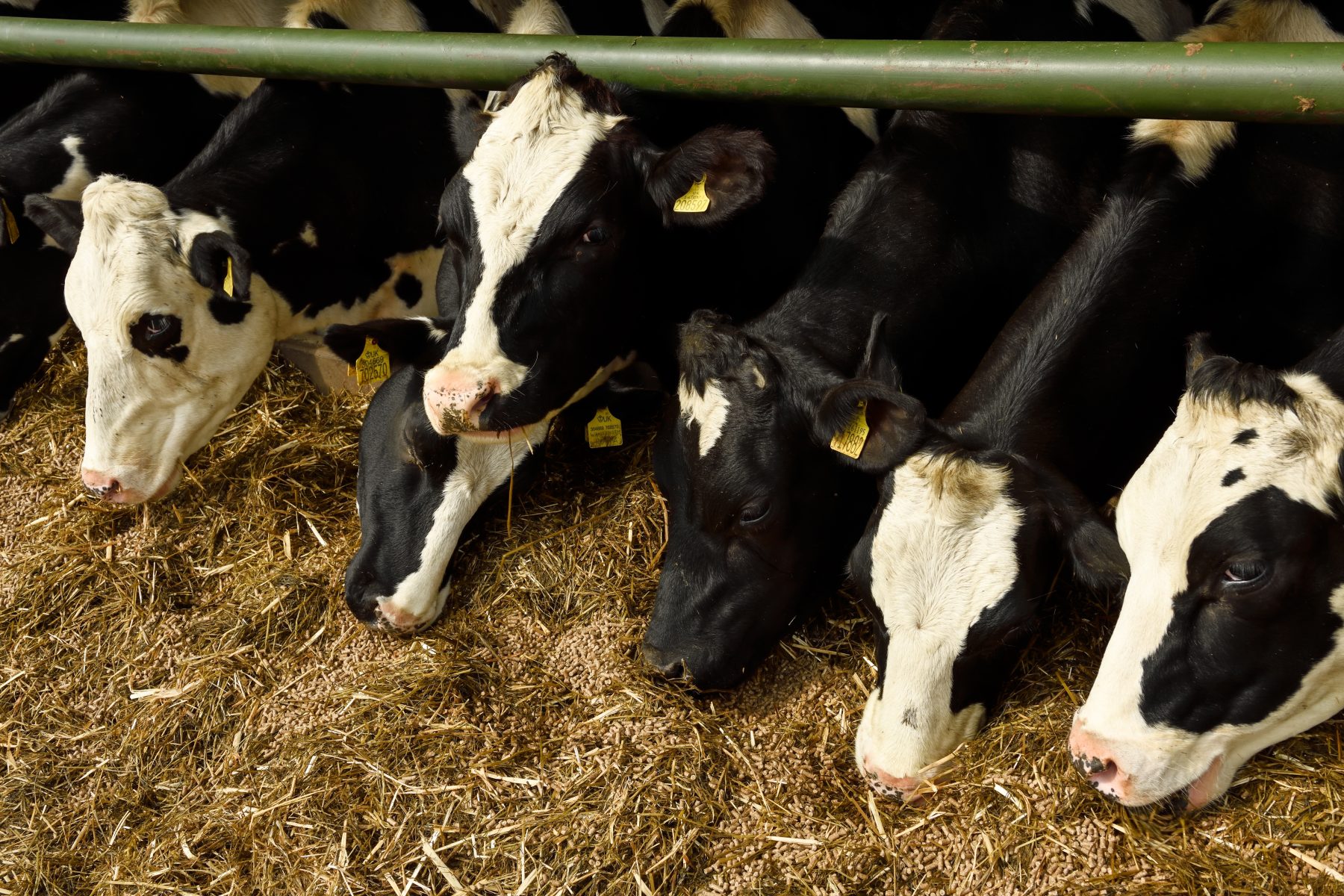 sustainable dairy farming